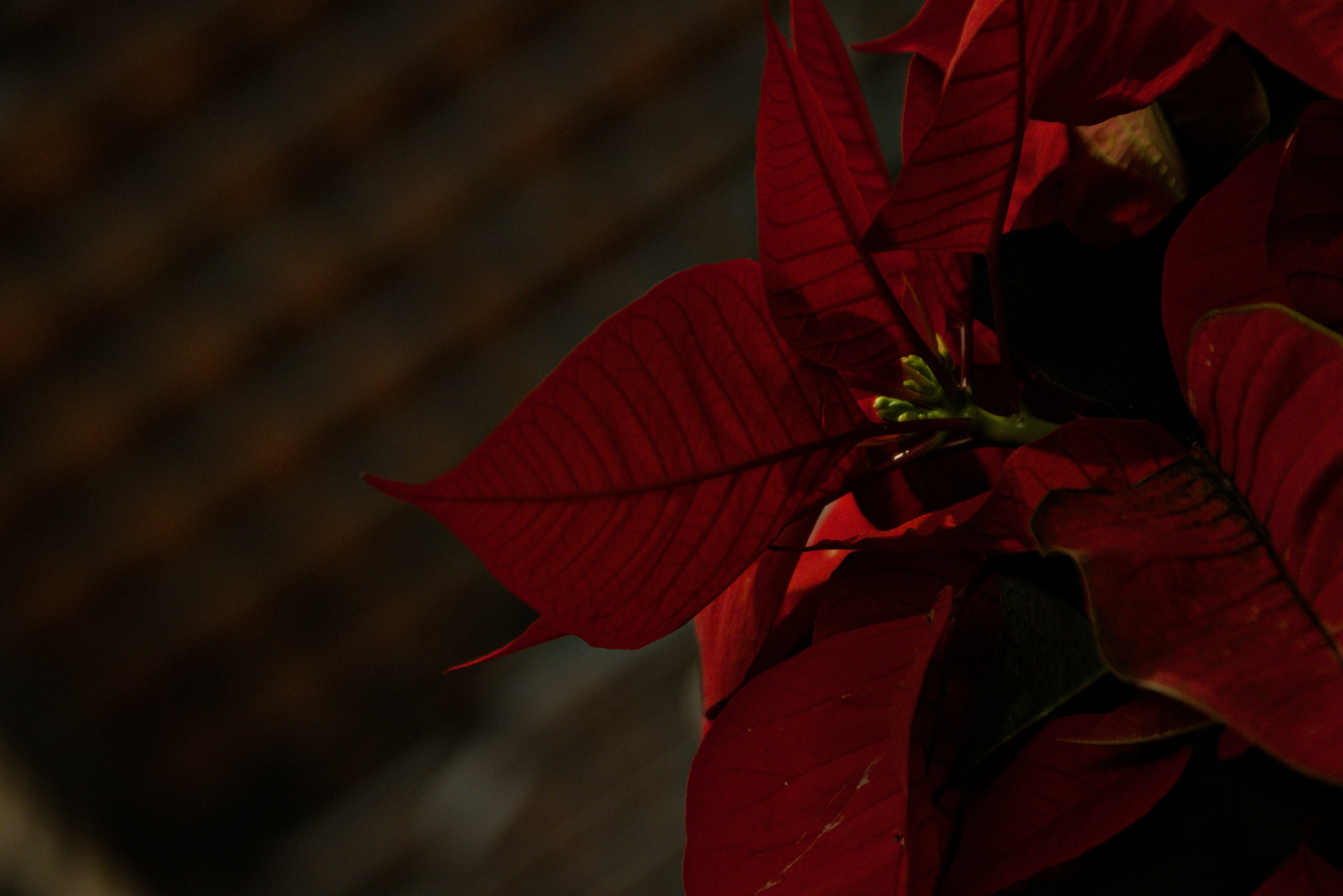 Tamron 28-300mm F3.5-6.3 (EF) - _I4A5052.webp